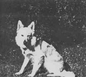 Hare indian dog for sale 2025